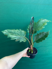 Philodendron ‘Pluto’