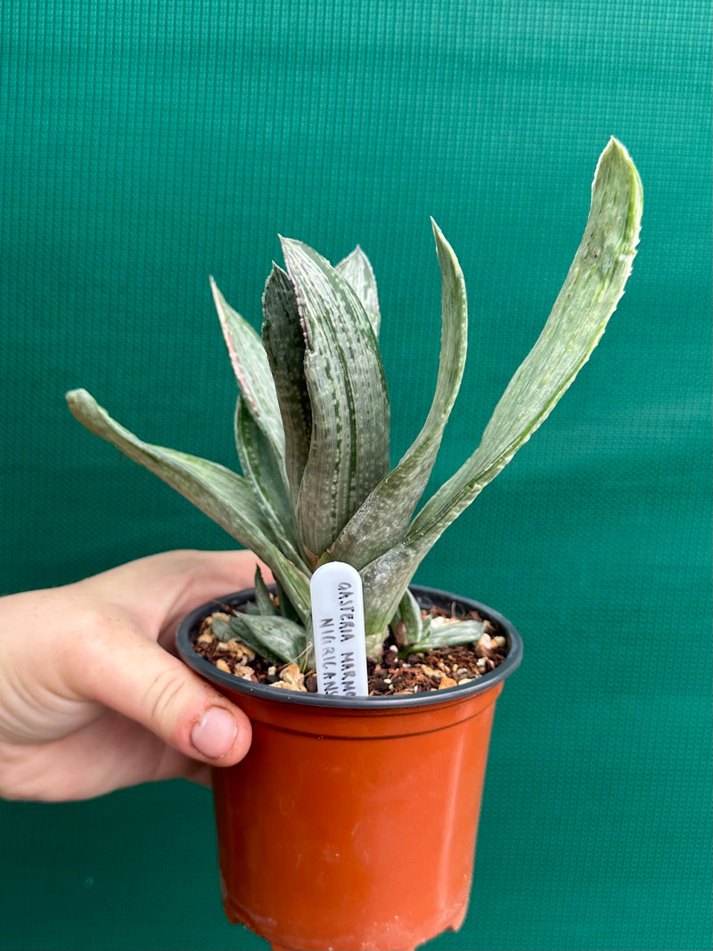 Gasteria nigricans var. marmorata f. variegata