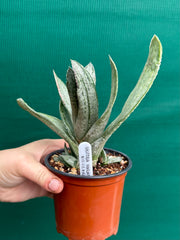 Gasteria nigricans var. marmorata f. variegata