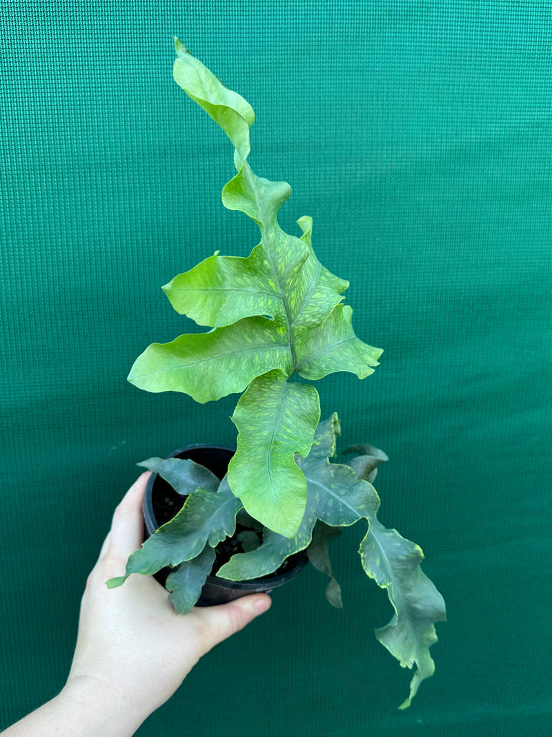 Phlebodium Aureum ‘Crisped Blue Fern’