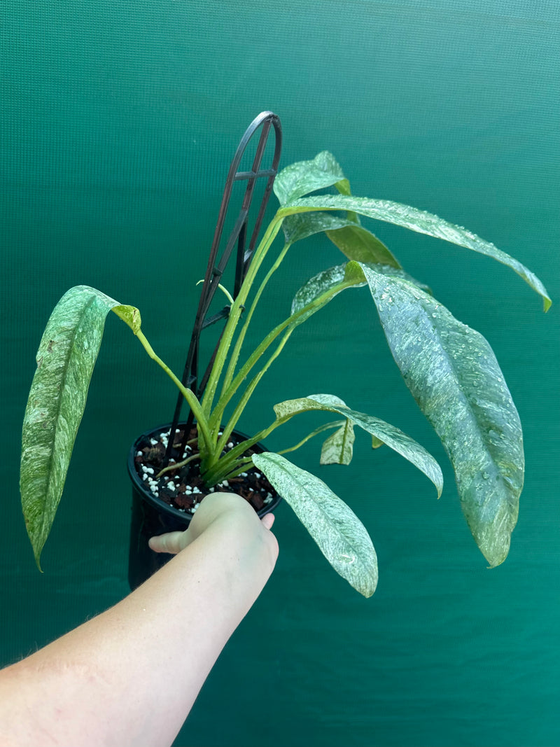 Epipremnum giganteum variegata