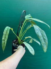 Epipremnum giganteum variegata