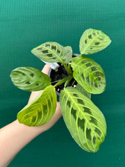 Maranta ‘Lemon Lime’ NEW