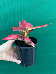 Aglaonema ‘Sunshine’