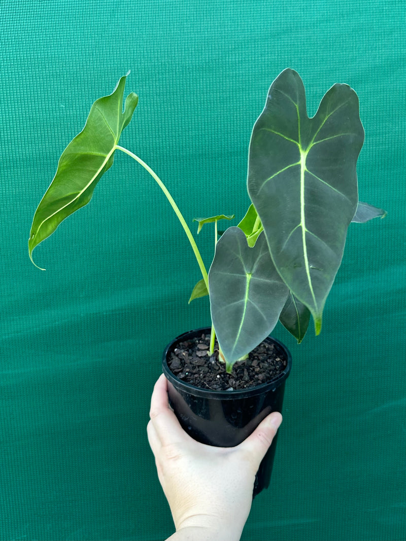 Alocasia ‘Green Velvet’