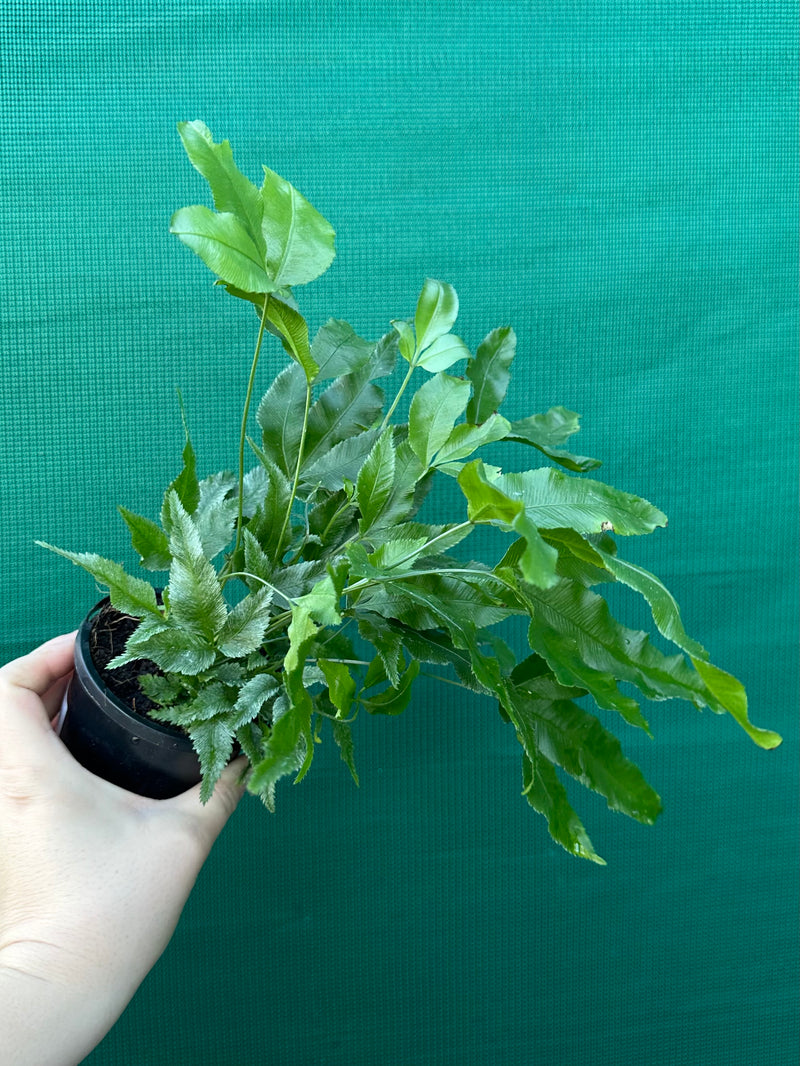 Pteris Fern Unknown 5