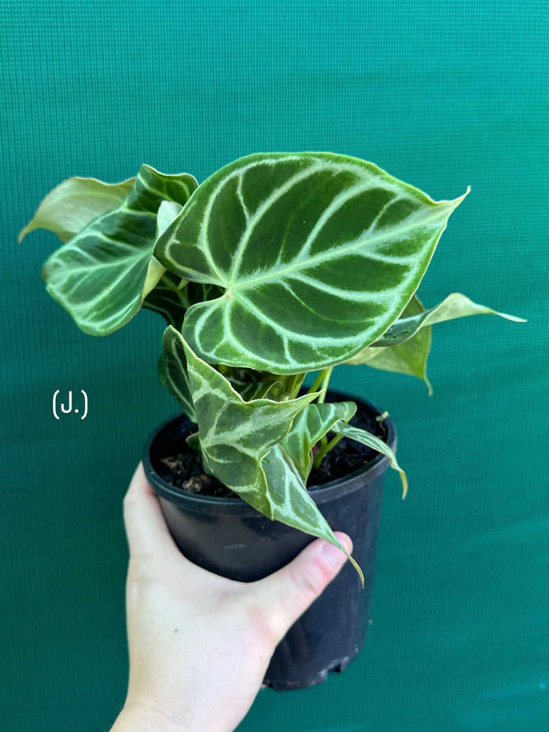 Anthurium crystallinum hybrid NEW