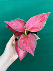 Aglaonema ‘Sunshine’