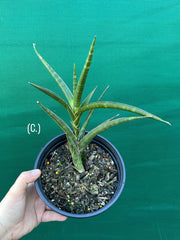 Sansevieria ballyi NEW