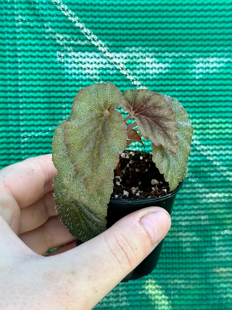 Begonia bartonea