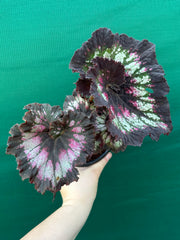 Begonia ‘Cherry Bright’
