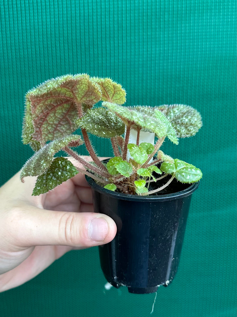 Begonia kui