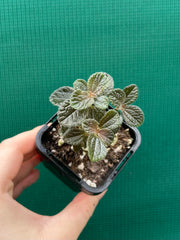 Pilea repens