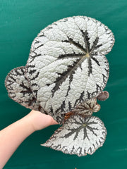 Begonia ‘Polonaise’