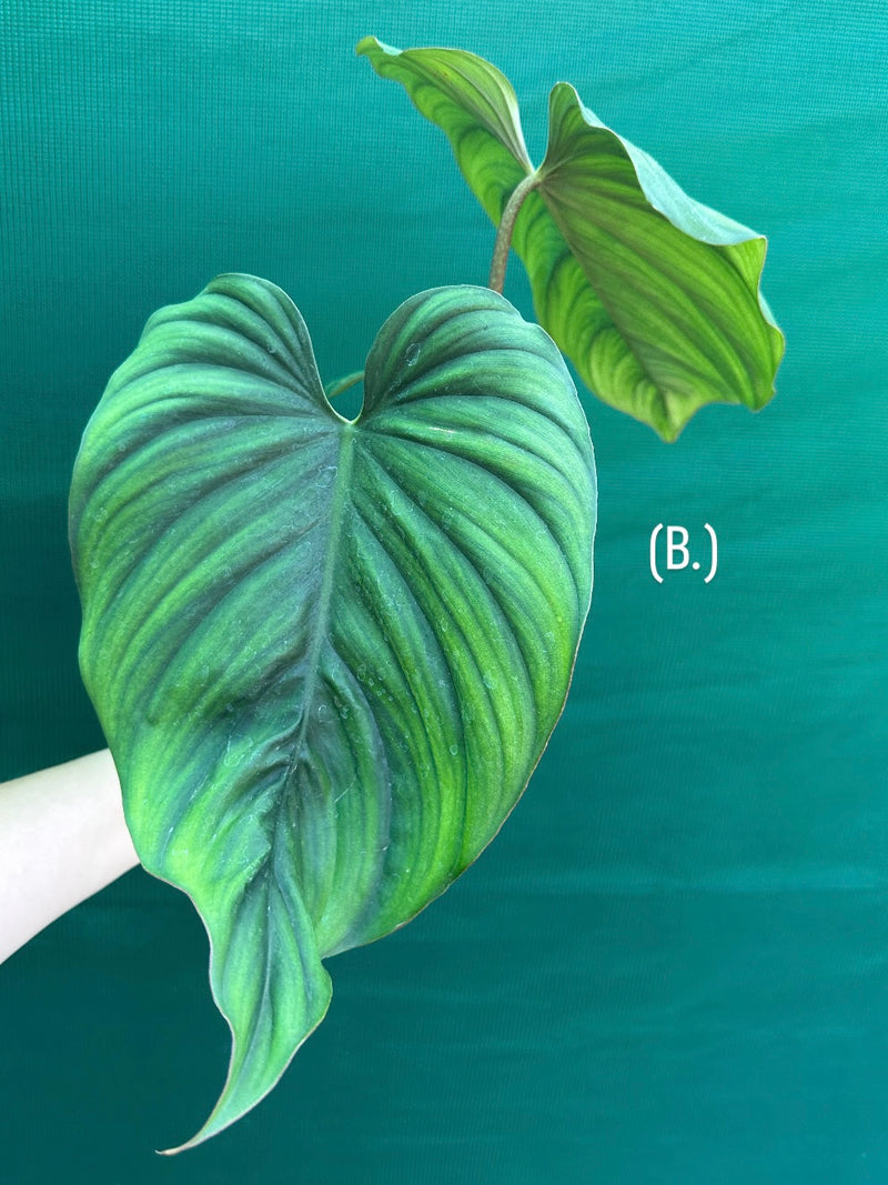 Philodendron sp Colombia NEW