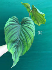 Philodendron sp Colombia NEW