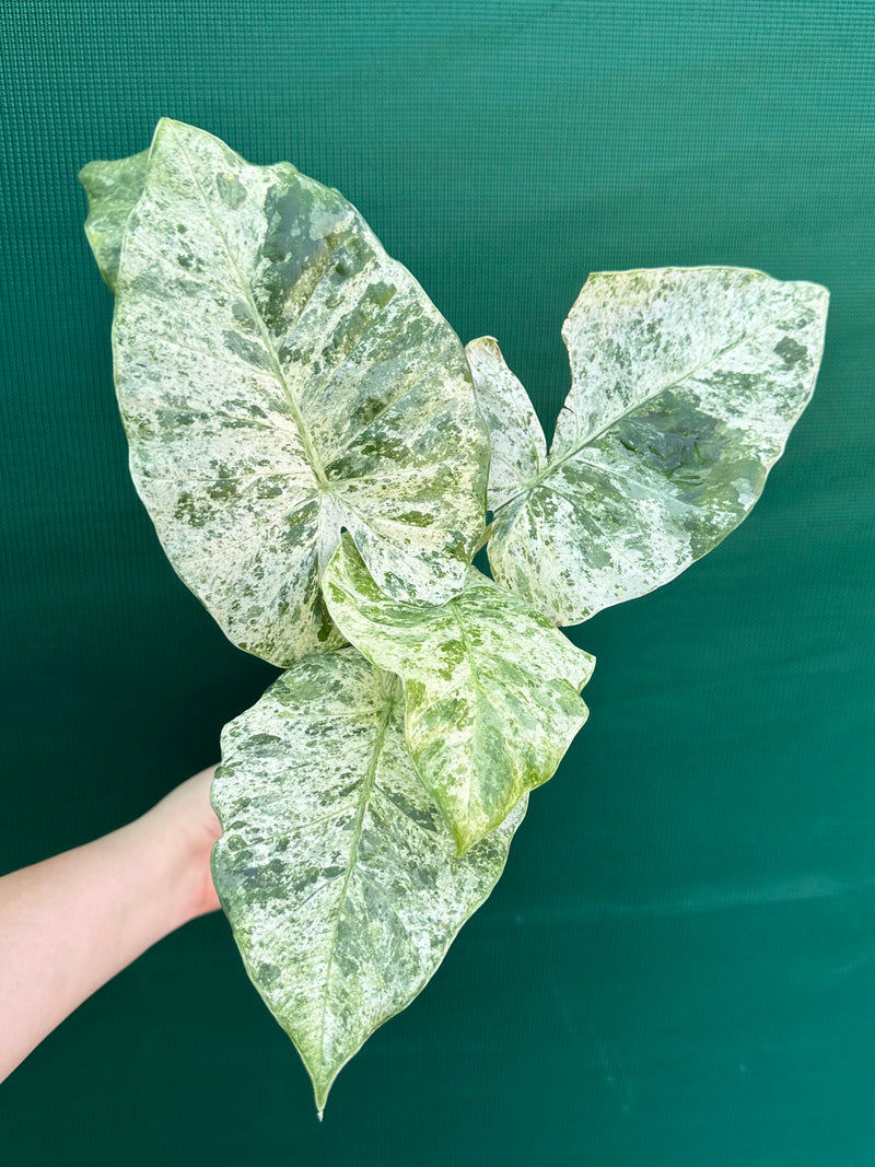 Alocasia odora batik ‘Splash’