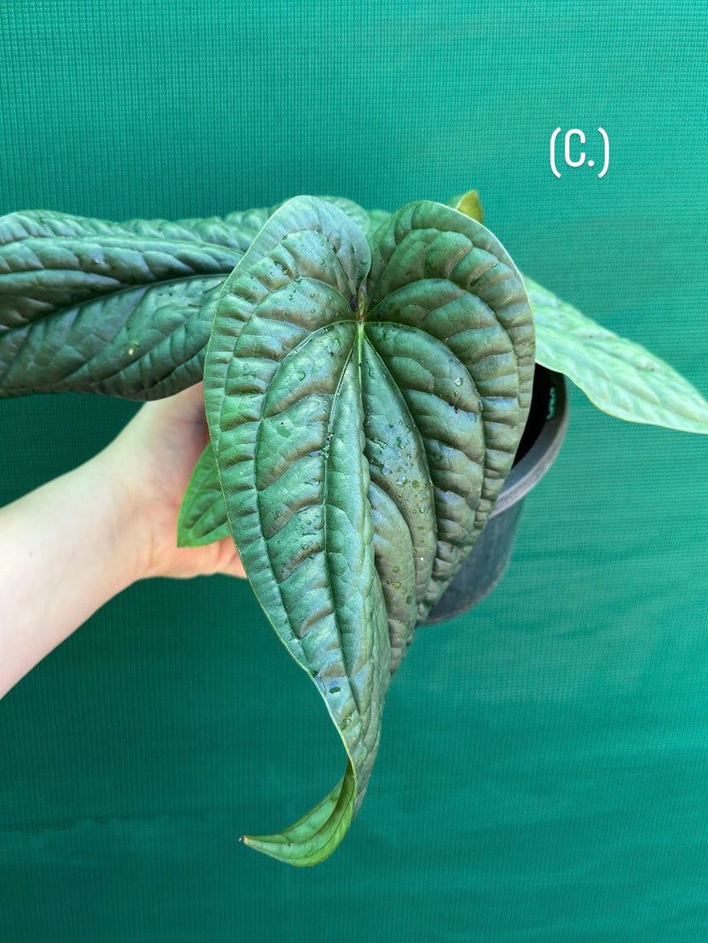 Anthurium luxurians x radicans