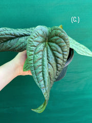 Anthurium luxurians x radicans
