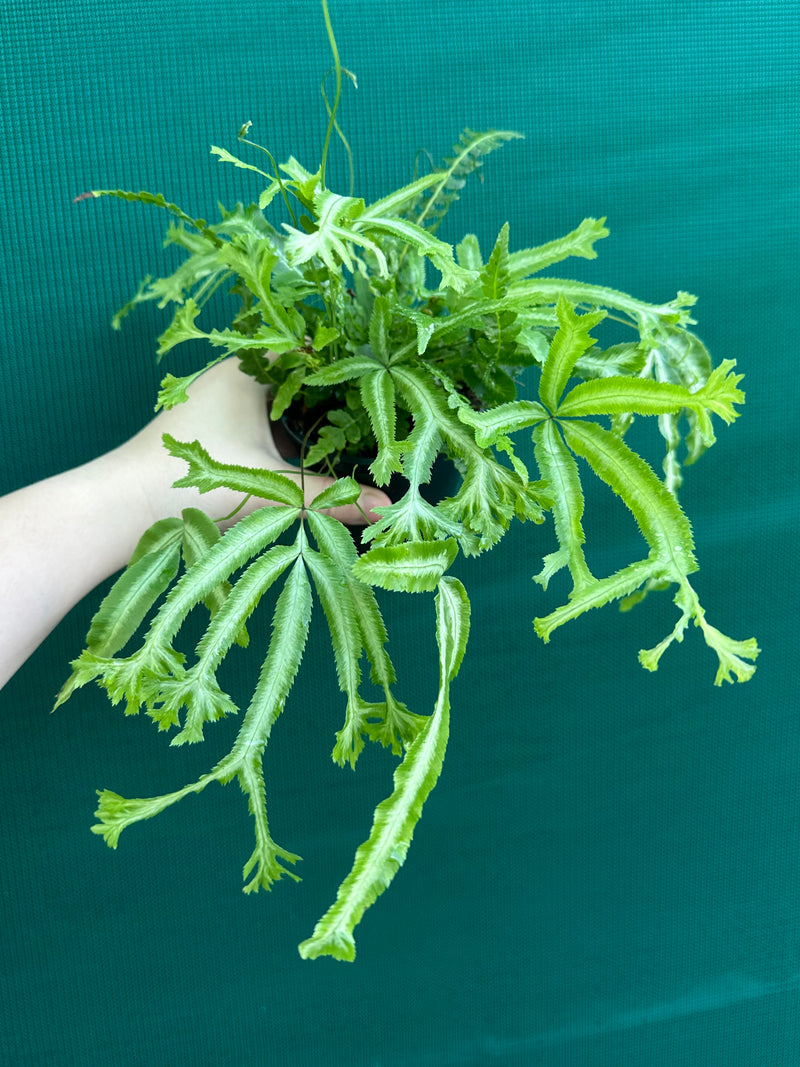 Pteris Fern Unknown 1