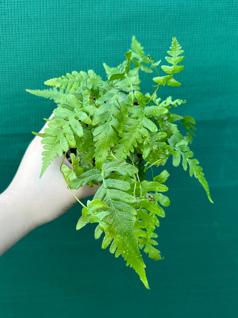 Dryopteris erythrosora