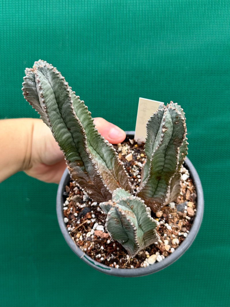 Euphorbia Horrida Hybrid NEW