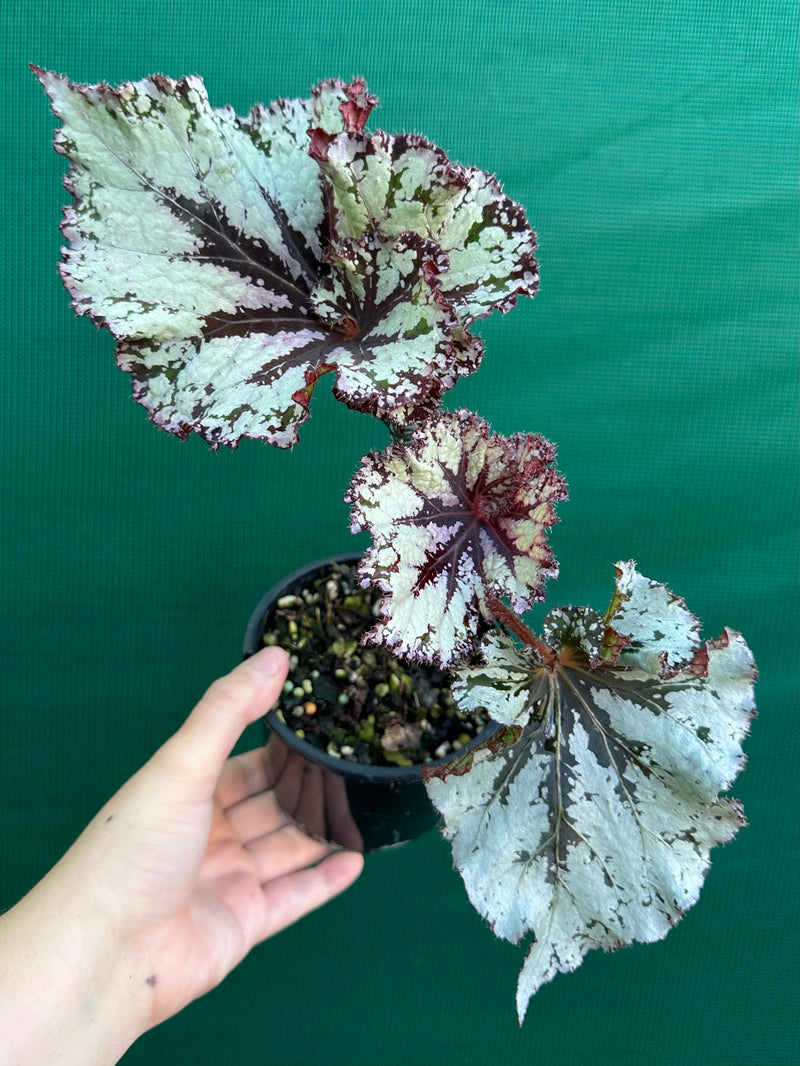 Begonia NOID 70