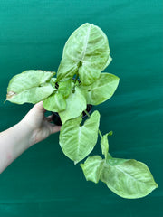 Syngonium 'Silver Pearl'
