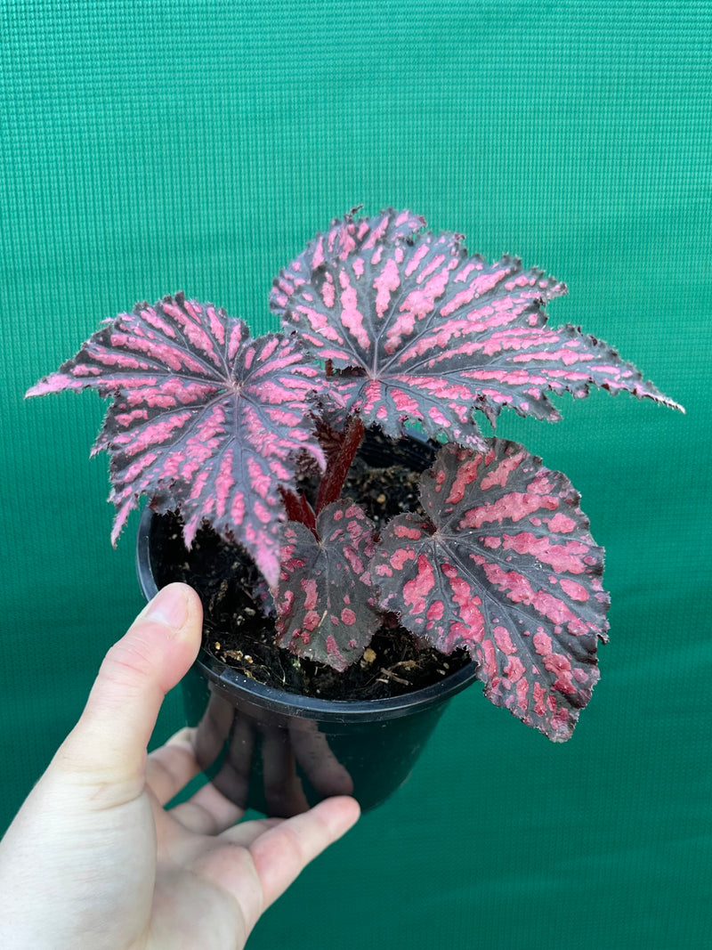 Begonia ‘Bewitch Red Black’ NEW