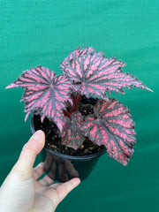 Begonia ‘Bewitch Red Black’ NEW
