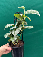 Schindapus Pictus Exotica