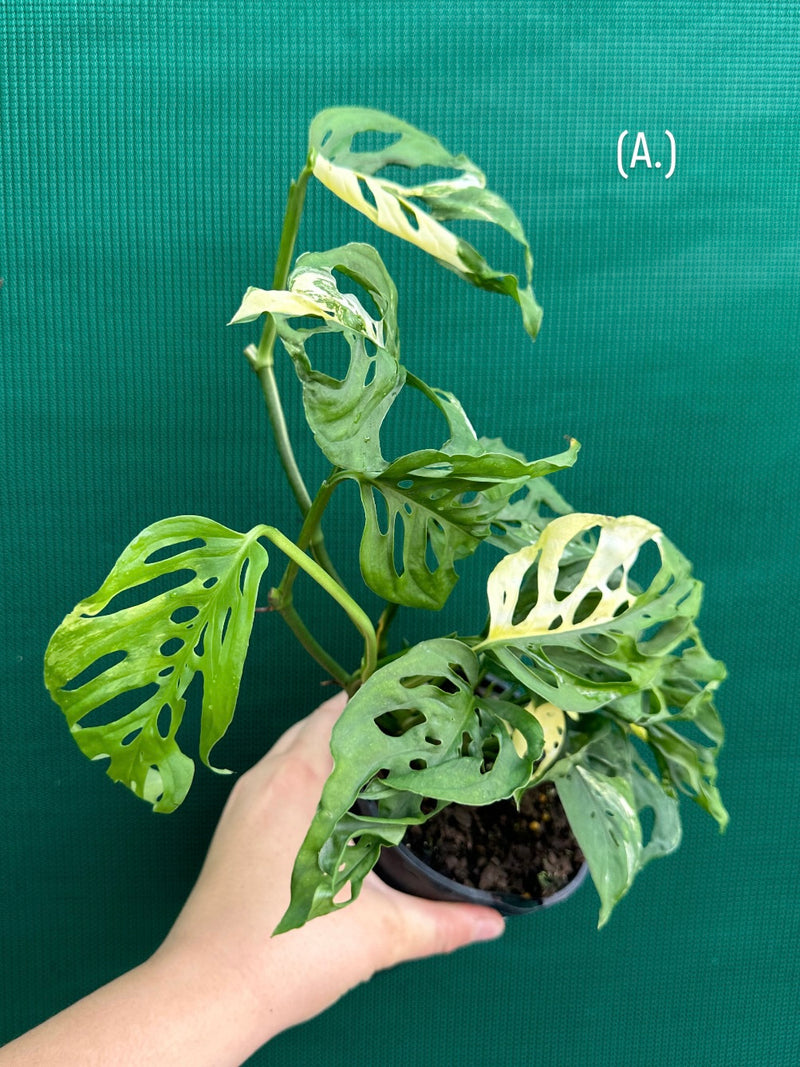 Monstera ‘Adansonii’ Variegated Albo
