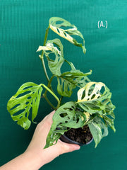 Monstera ‘Adansonii’ Variegated Albo