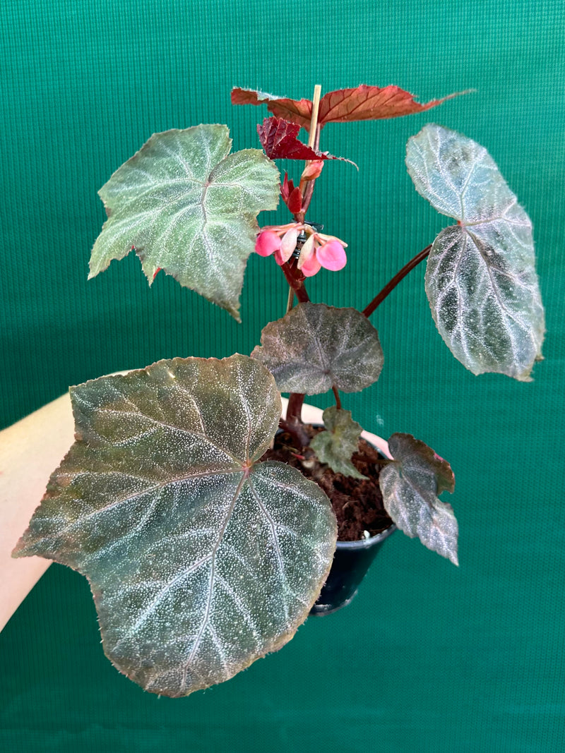 Begonia ‘Robyn’