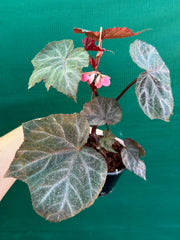 Begonia ‘Robyn’