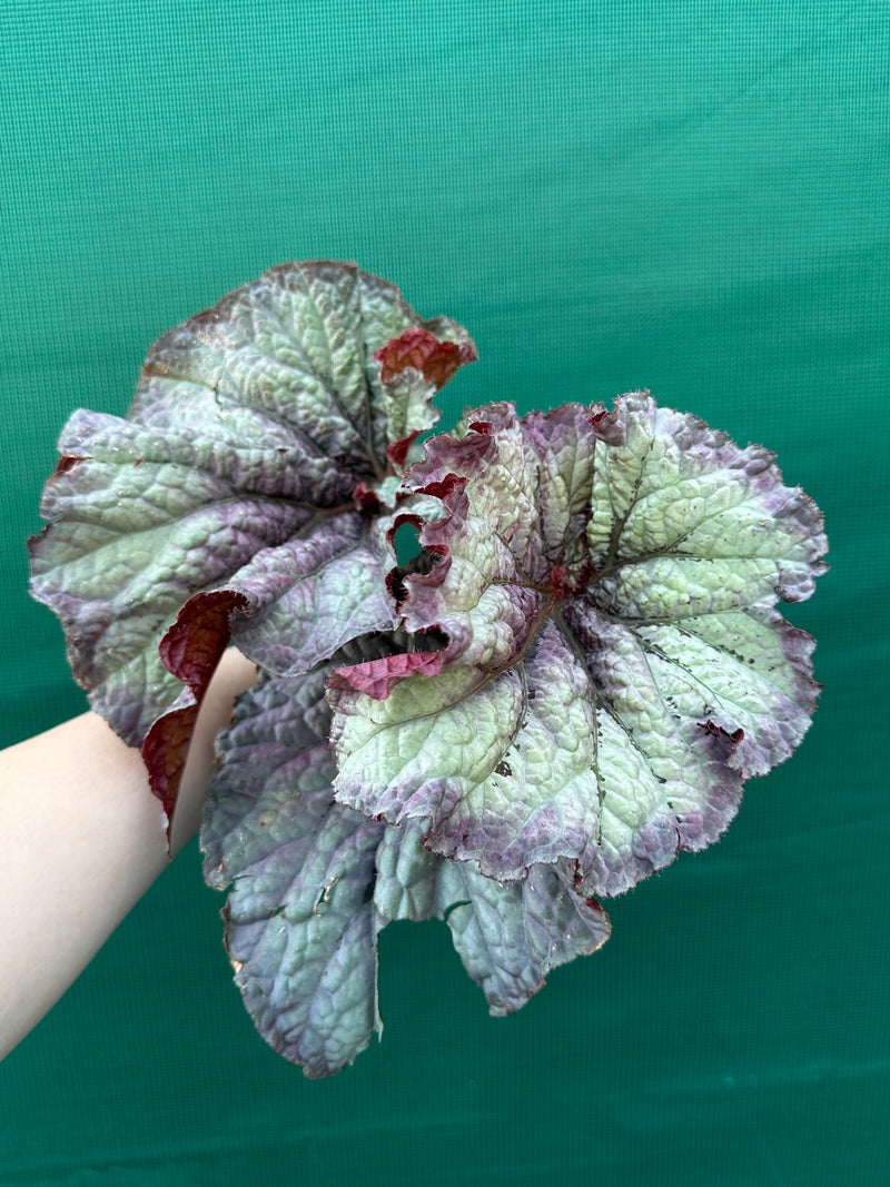 Begonia ‘Sun Seeker’ NEW
