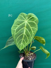 Anthurium ‘Magnificum’ NEW