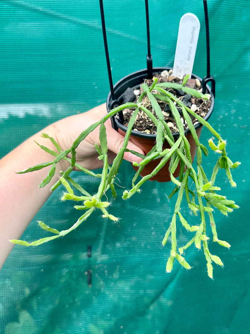 Rhipsalis Sulcata