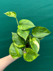 Pothos 'Green Queen’
