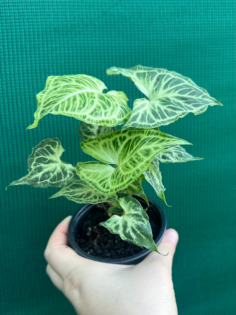 Syngonium podophyllum ‘Batik’