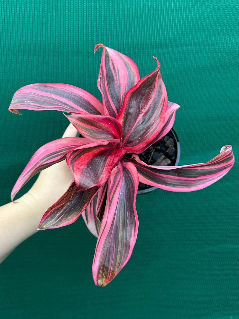 Cordyline fruticosa ‘Pink Champion’ NEW