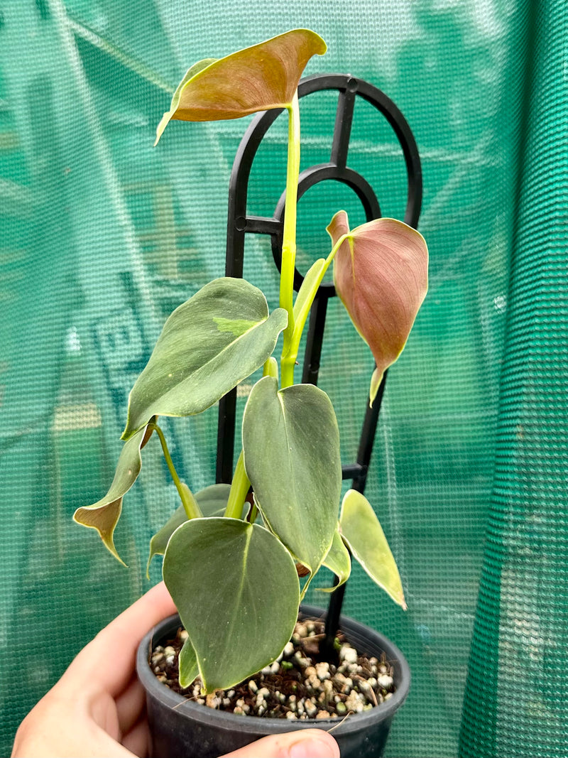 Philodendron ‘Lupinum’