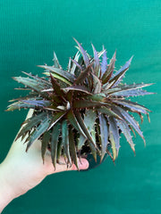 Dyckia