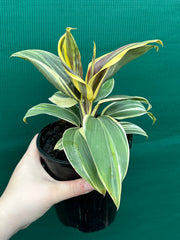 Cordyline fruticosa ‘Miss Andrea’ NEW