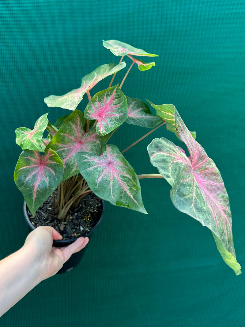 Caladium NOID 4 NEW