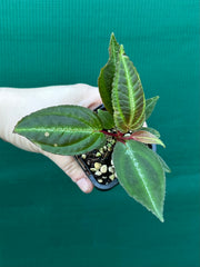 Monolena primuliflora NEW