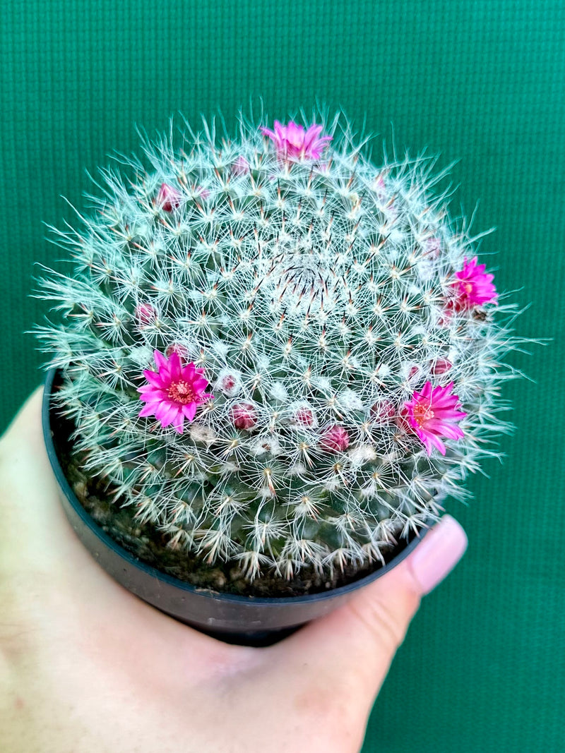 Mammillaria NEW
