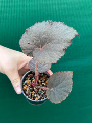 Begonia U485