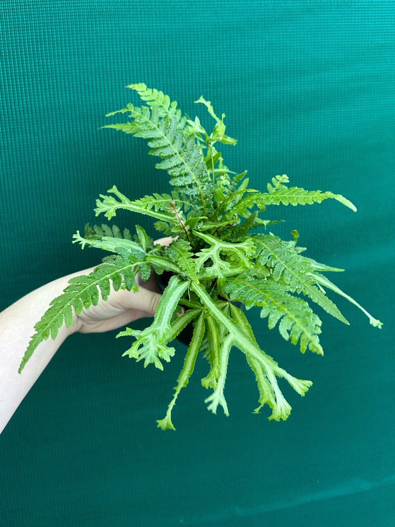 Pteris Fern Unknown 3