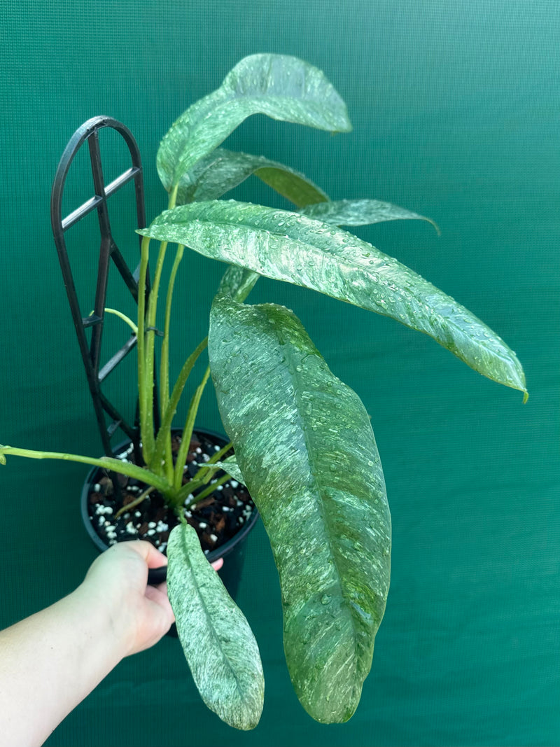 Epipremnum giganteum variegata